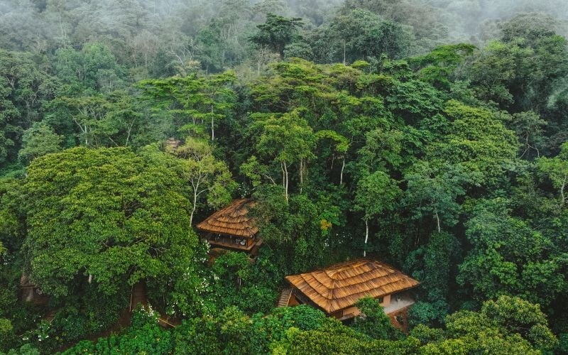 Gorilla Forest Camp, Uganda